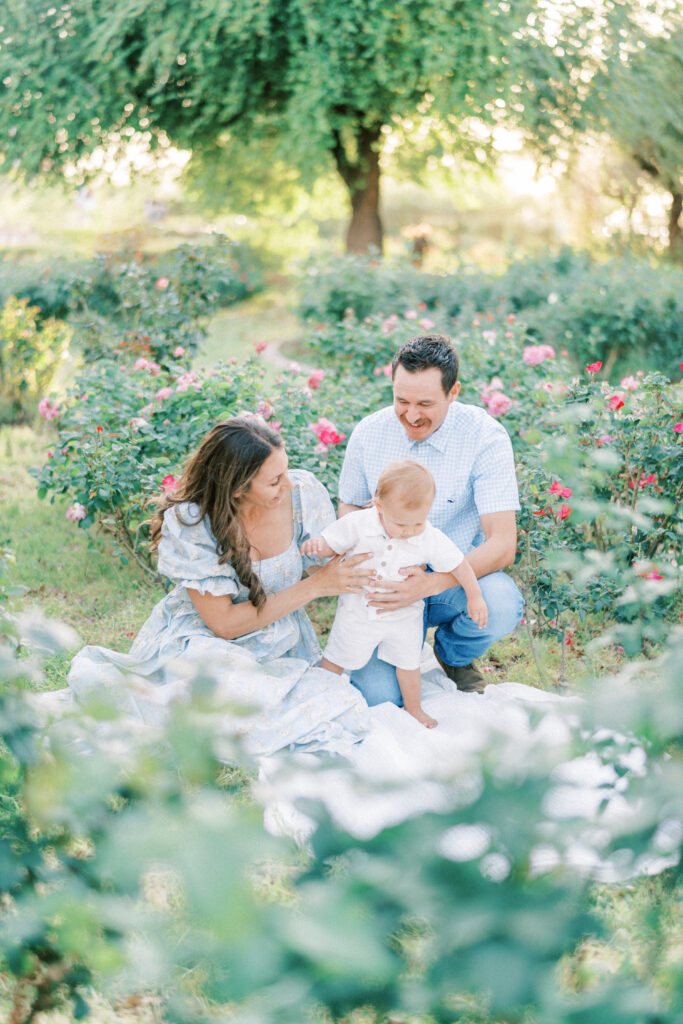 Mom and dad wearing light blue clothing for their family photos in Phoenix Arizona playing with toddler son in a garden of roses.